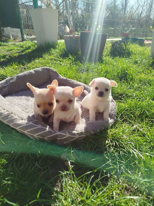 Щенки малюки чихуахуа