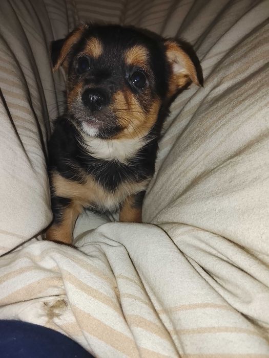 Oddam za darmo szczeniaczki