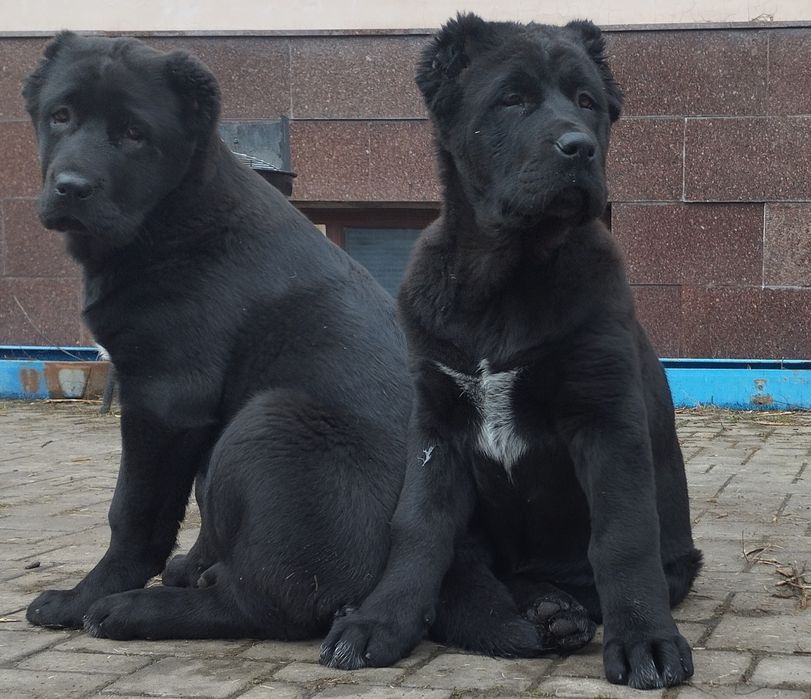 Щенки среднеазиатской овчарки