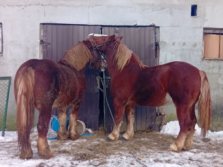 Konie, źrebaki i klacze