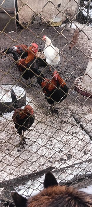 Kogutki zielononóżki