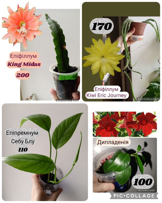 Філодендрон. Каланхое Magic Bells. Фікус. Шлюмбергера. Пеларгонія