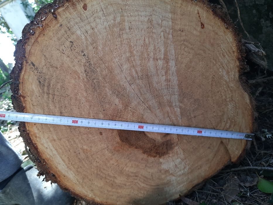 6x Troncos de cedro 3m comprimento