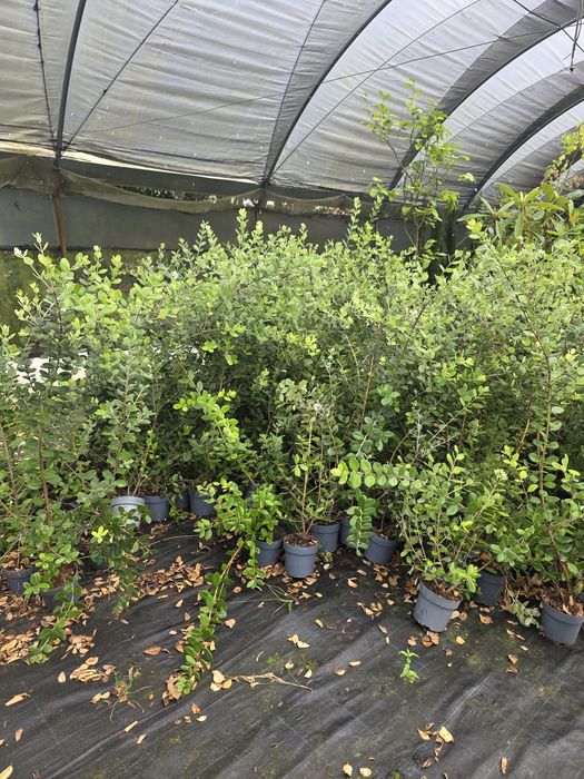 Plantas metrosideros