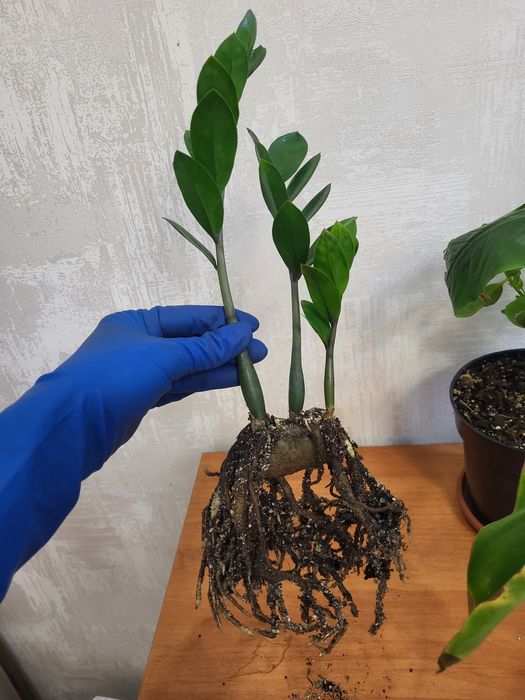 Замиокулькас гілка