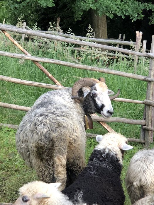 Продам барана.Вік 4 роки