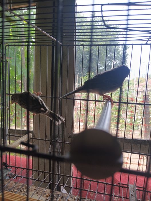 Casal e canários sozinhos de canários