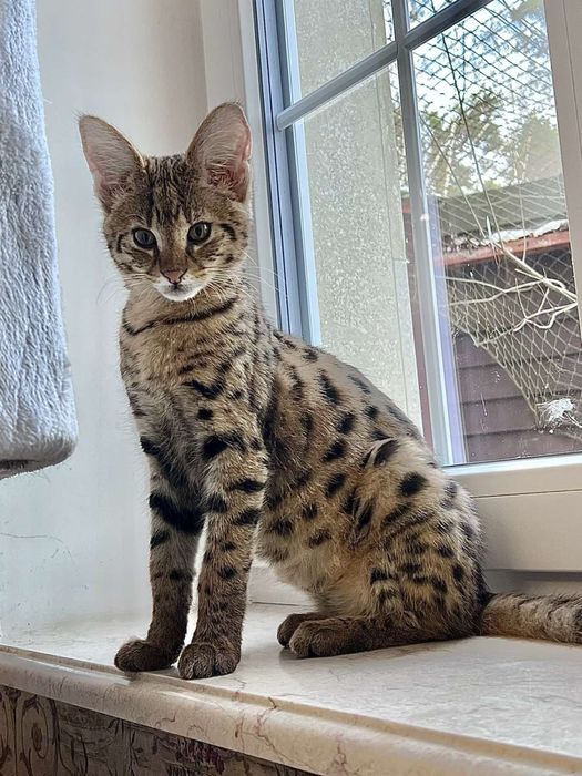 Savannah F1 - домашний леопардовый кот