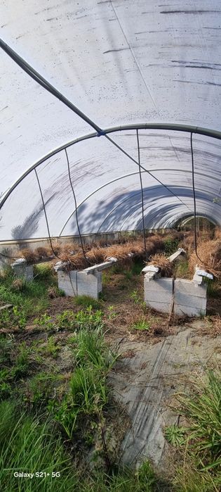 Estufas agrícolas com 4 túneis cada de 2020