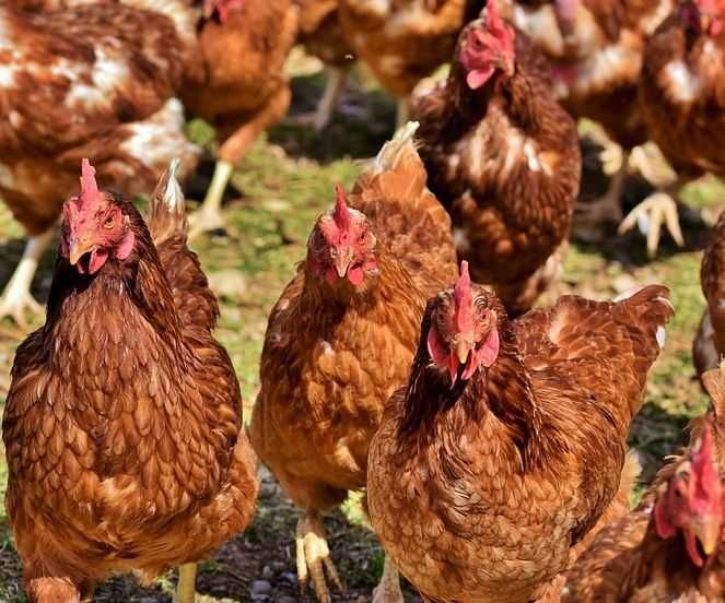 Kury Nioski Kurczęta ODCHOWANE