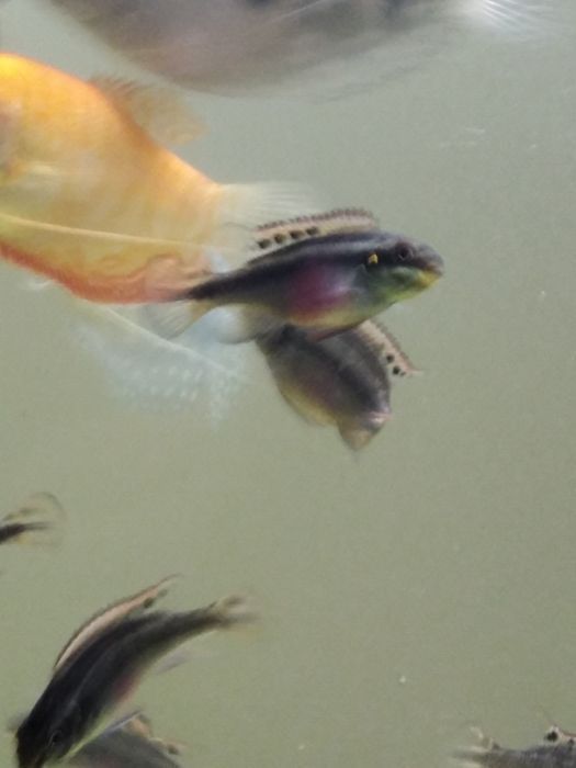 Продам рыбу домашнего разведения