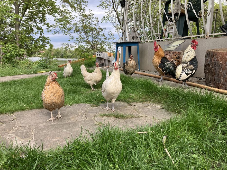 Продаю карликовые куры мини петушок