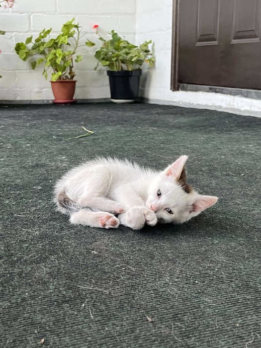 Чотири коти з унікальним характером шукають дім