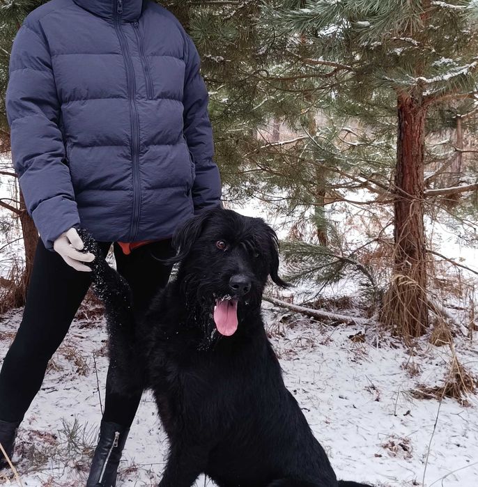 Безкоштовно Різеншнауцер