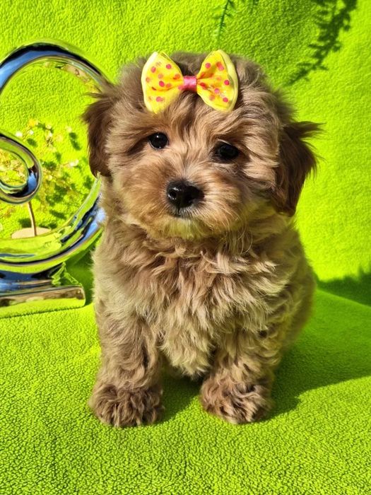 Дуже мила дівчинка Мальтипу, є паспорт, зроблено усі прививки за віком