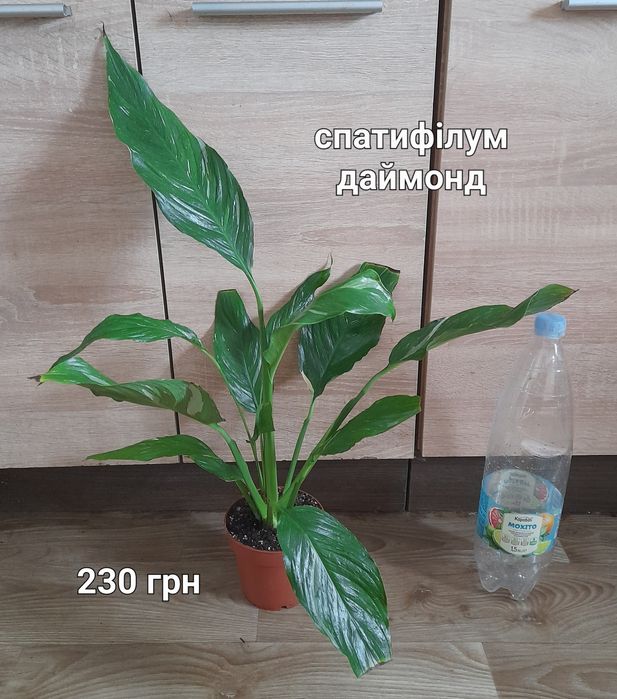 Спатифілум, стреліція, калатея, драцена, монстеоа, хомаломена