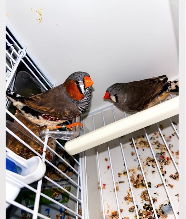 Casal de mandarins gigantes de 2026