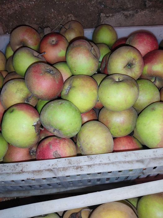 Jabłka szara reneta paczka 15 kg lub inna ilość