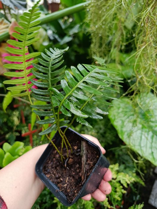 Папороть davalia pectinata