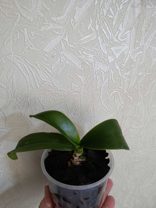 Орхидея фаленопсис