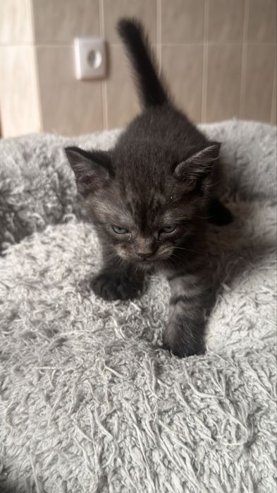 Gato macho boa linhagem