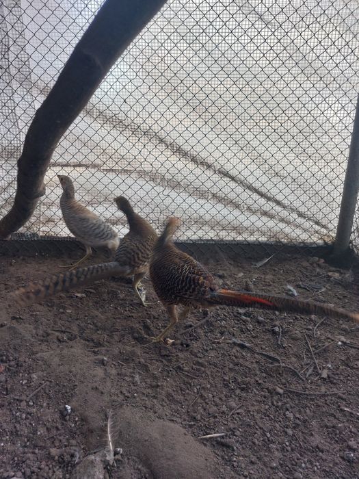 Bażanty złote kurki