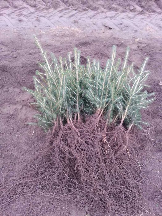 Świerk pospolity 2/2 40 cm - 70 cm