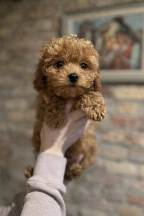 Suczka pudel toy płowa