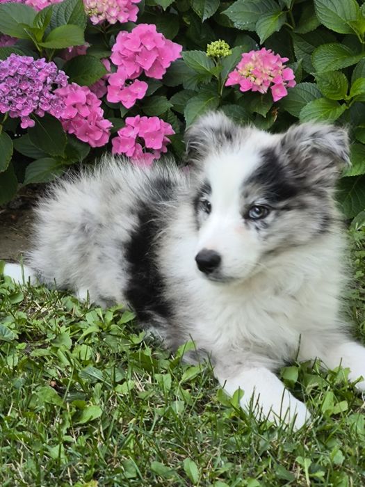 Border collie ZKWP FCI piesek