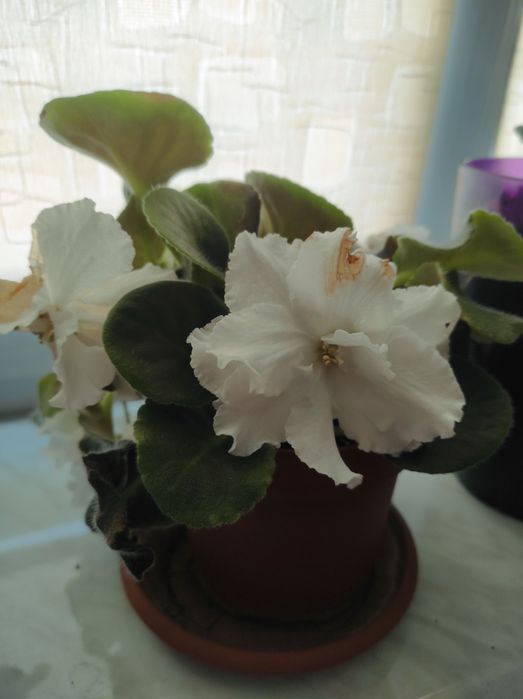 Продам взрослые растения,либо их деток