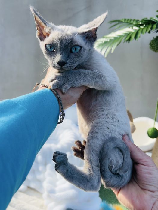Piękna niebieskooka kotka Devon Rex
