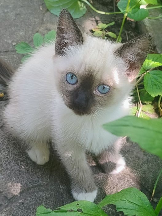 Кошенята (3 шт.) Білі, змішані