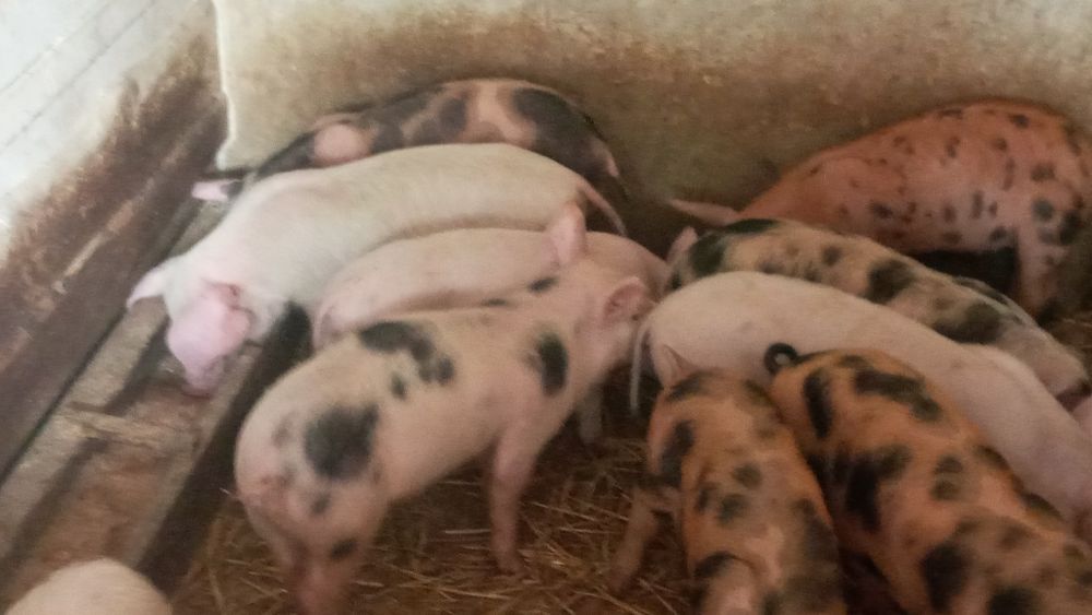 Продам домашніх поросят