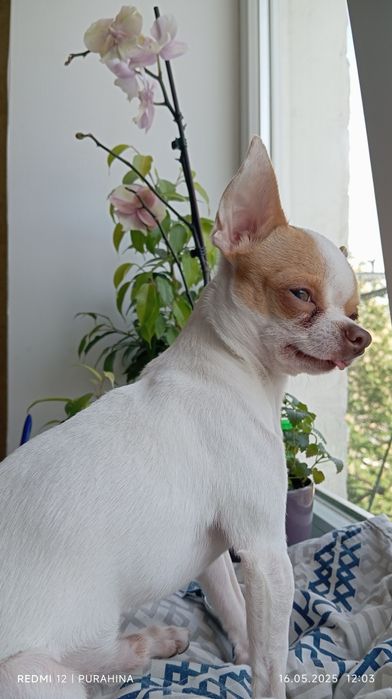 Вязка мини чихуахуа