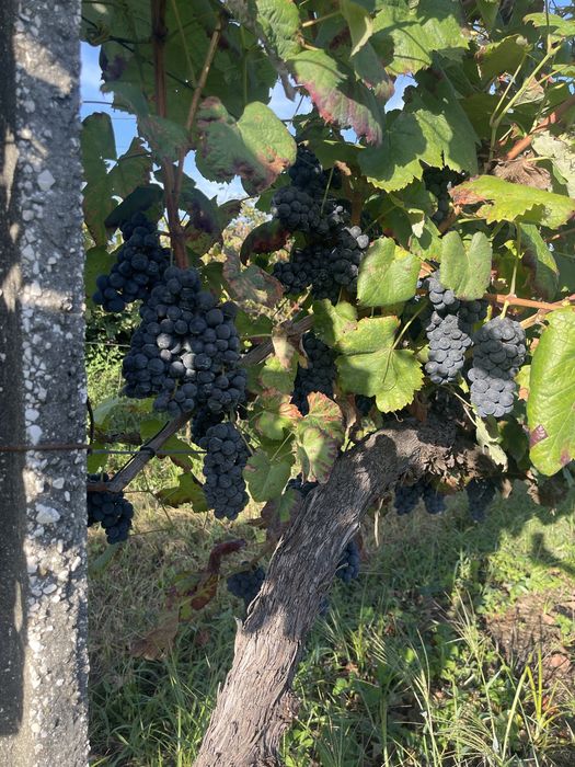 Uvas Tintas Vinhão na Videira - Bom acesso