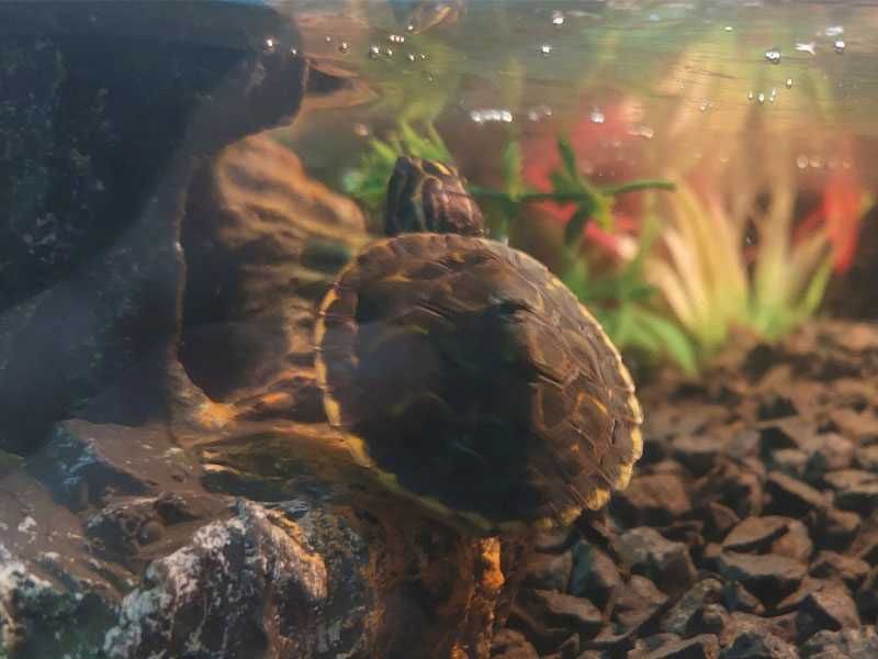 Żółw wodno-lądowy, hieroglifowy, 1 roczek.