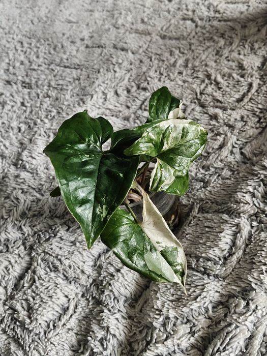 Syngonium albo variegata - ukorzenione sadzonki