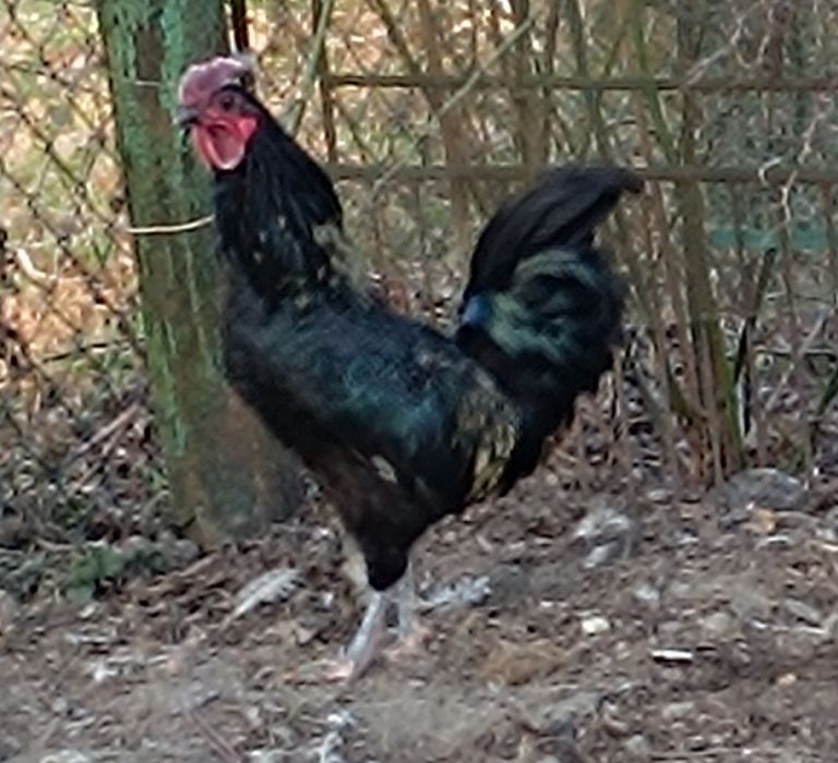 Piękne  koguty  pieją z maja -lipca  2025