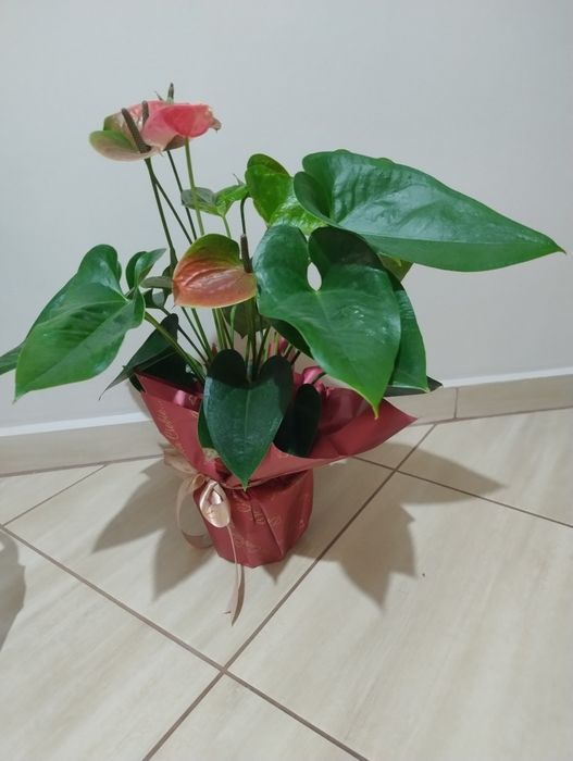 Sprzedam anthurium duże