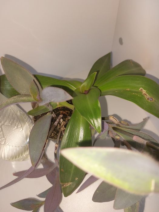 Традесканция бледная+Традесканция покрывальчатая (вазон)