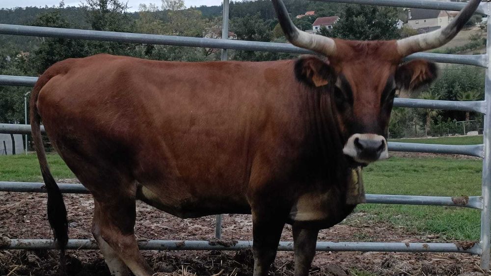 Vaca Cachena Com Cria