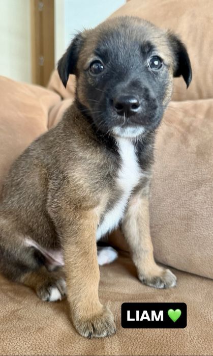 Cãozinho bebé para adoção responsável
