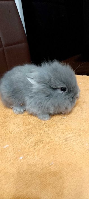 Króliczki miniaturki