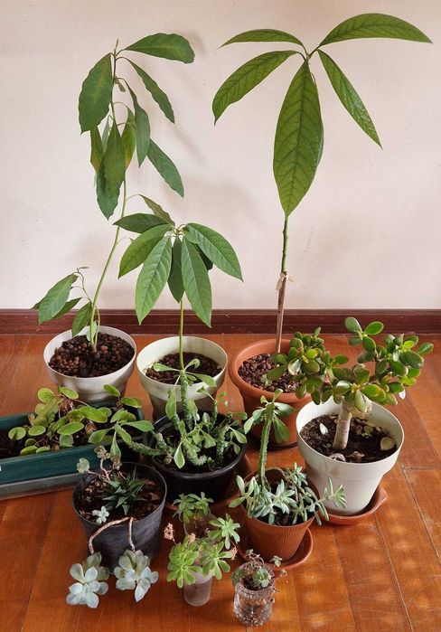 Vende Plantas verdes diversas + vasos, substrato e fertilizentes