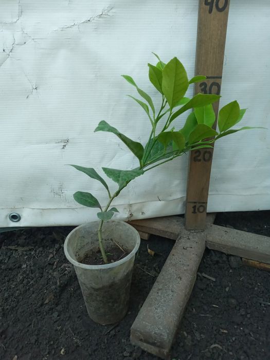 Добротні Лимони кімнатні