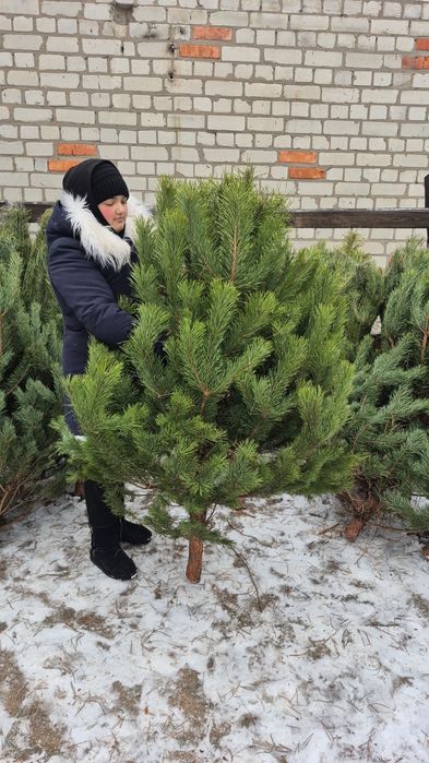 Елки стриженная сосна опт розница