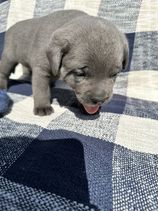 Голубий хлопчик Cane Corso, ім’я Ted, вік 1 місяць
