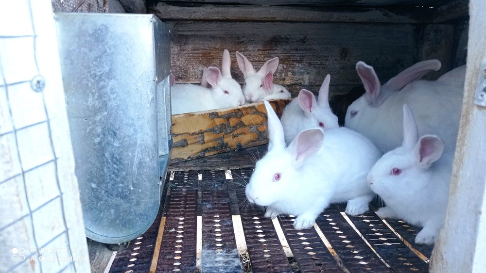 Кролики кітні самки