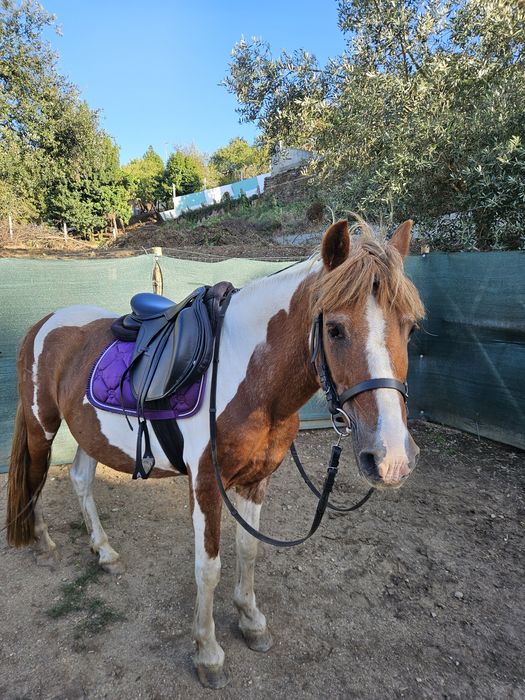 Arreio + suadouro para ponei e cavalo