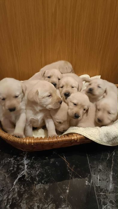 Labrador biszkoptowy